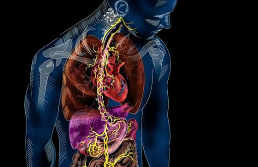 ΠΝΕΥΜΟΝΟΓΑΣΤΡΙΚΟ ΚΡΑΝΙΑΚΟ ΝΕΥΡΟ