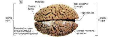εγκεφαλοσ